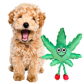 MJ the Weed Leaf 420 Dog Toy - Green